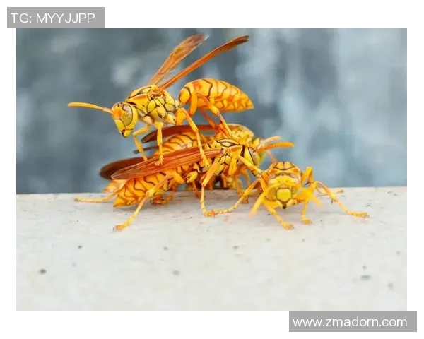 黄蜂的生态习性、社会结构与防治措施探讨